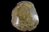 Polished Fossil Coral (Actinocyathus) Head - Morocco #159291-1